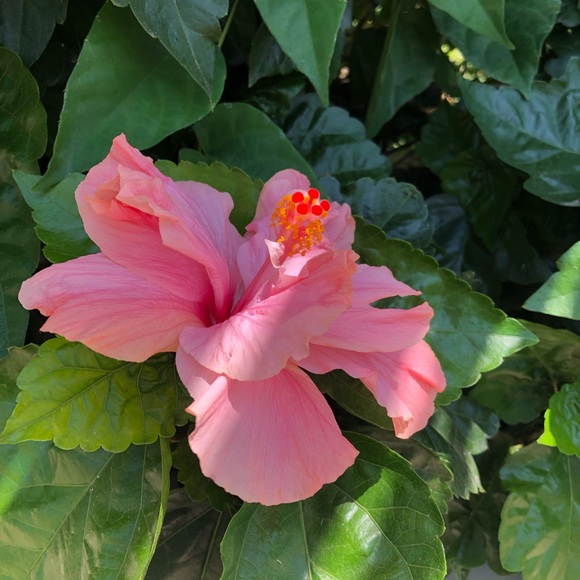 Not for sale - Picture 3 of 3